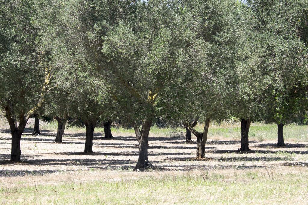 Masseria Prosperi Alimini Exteriér fotografie